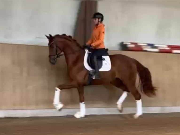 Oldenburger Wallach 4 Jahre 169 cm Fuchs in Bassum