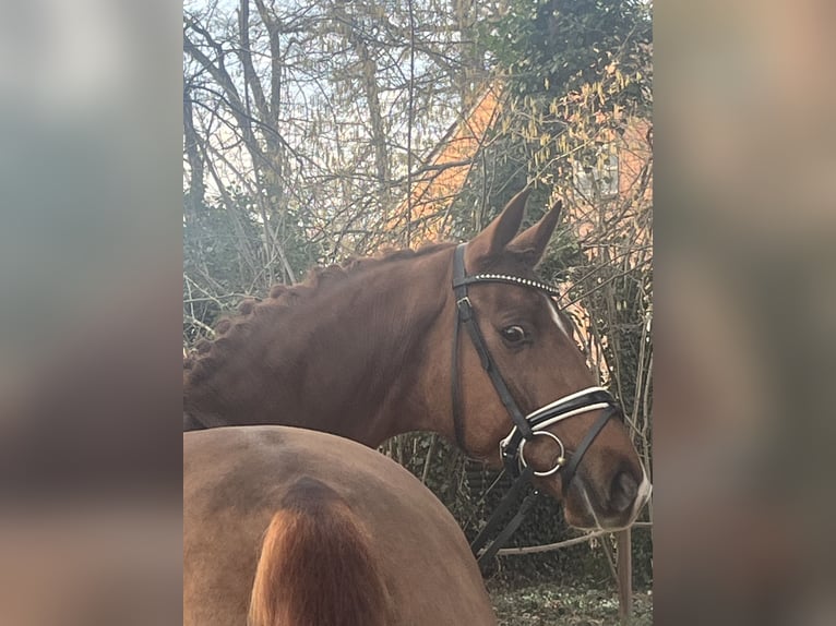 Oldenburger Wallach 4 Jahre 169 cm Fuchs in Bassum