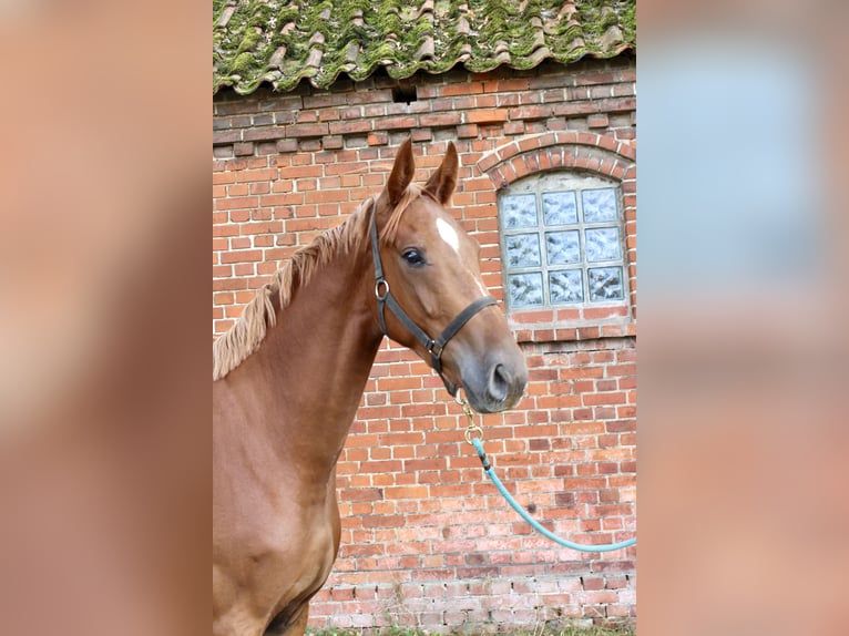 Oldenburger Wallach 4 Jahre 169 cm Fuchs in Bassum