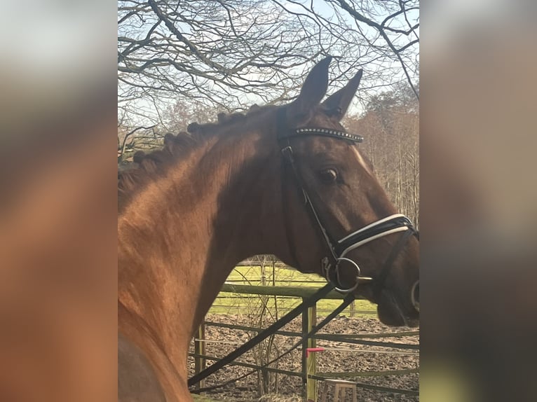 Oldenburger Wallach 4 Jahre 169 cm Fuchs in Bassum