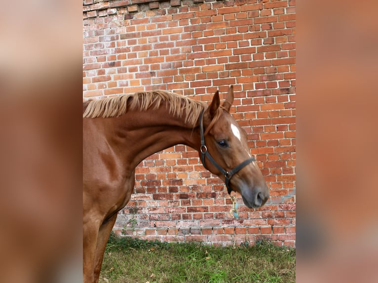 Oldenburger Wallach 4 Jahre 169 cm Fuchs in Bassum