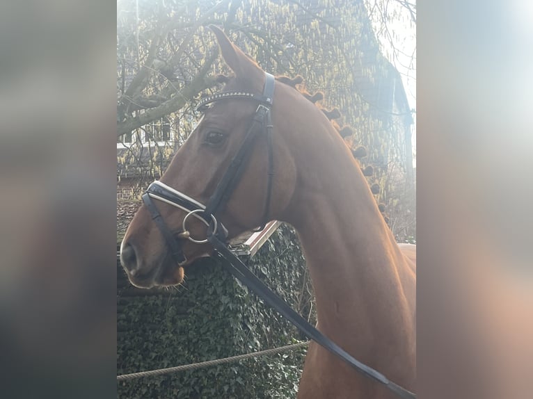 Oldenburger Wallach 4 Jahre 169 cm Fuchs in Bassum