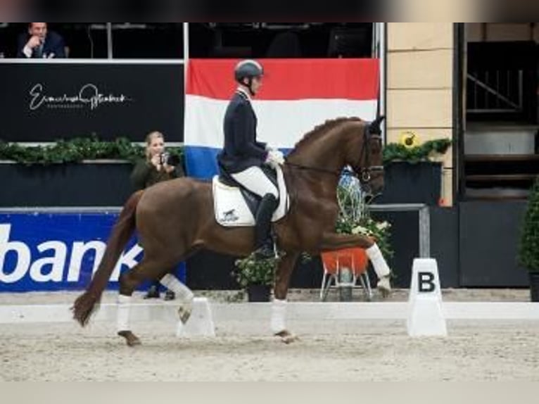 Oldenburger Wallach 4 Jahre 169 cm Fuchs in Coesfeld
