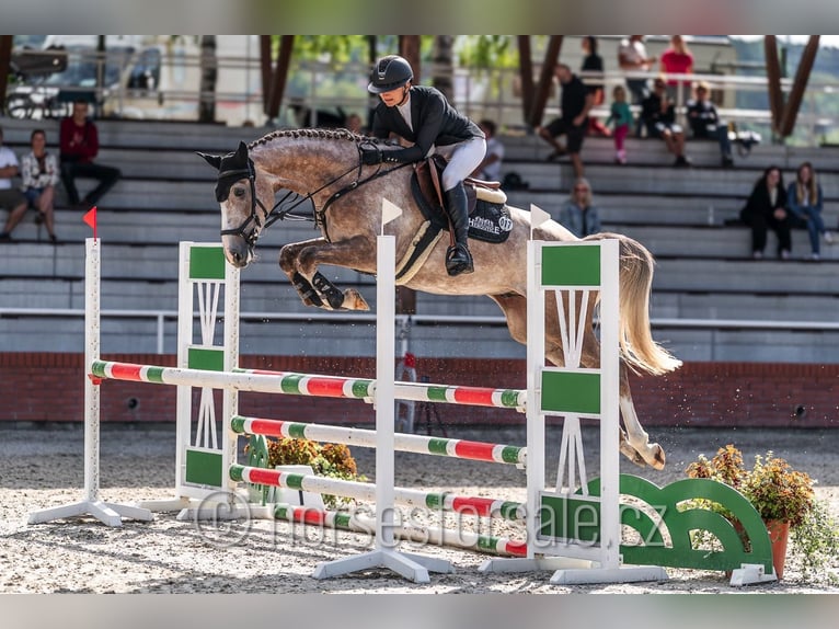 Oldenburger Wallach 4 Jahre 169 cm Schimmel in Benesov