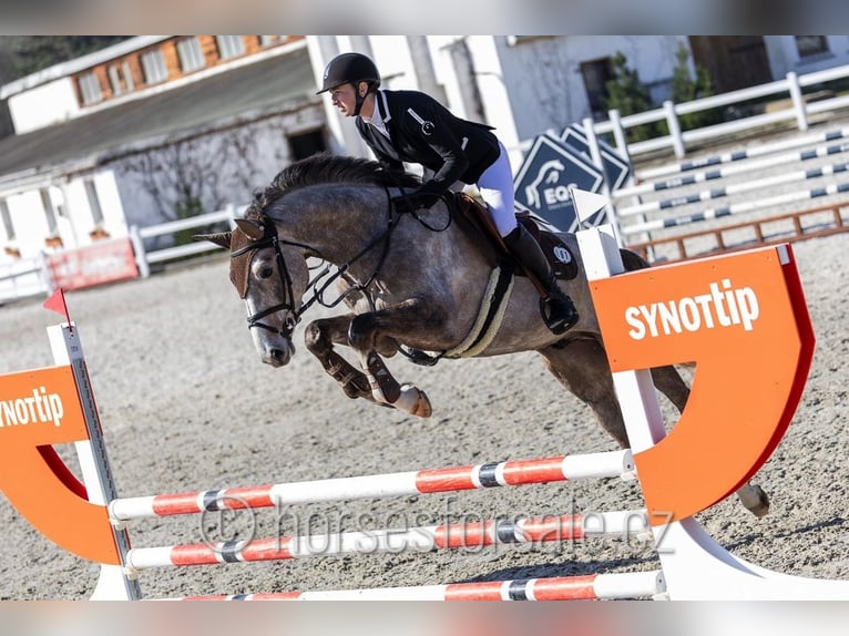 Oldenburger Wallach 4 Jahre 169 cm Schimmel in Benesov