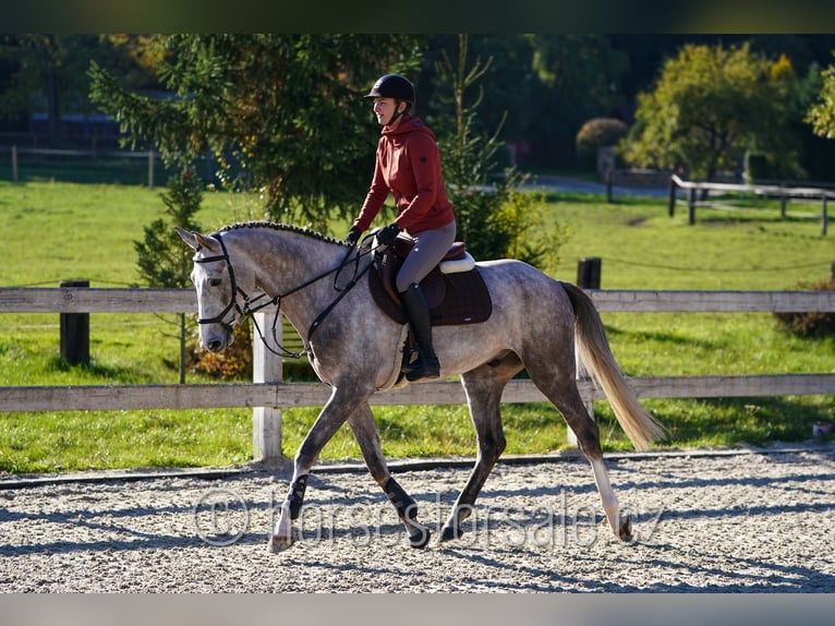 Oldenburger Wallach 4 Jahre 169 cm Schimmel in Benesov