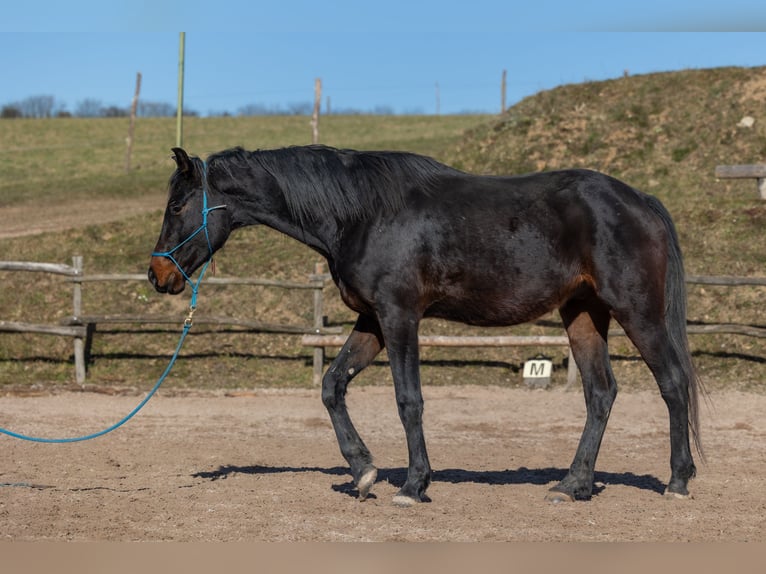 Oldenburger Wallach 4 Jahre 170 cm Brauner in Geisenheim