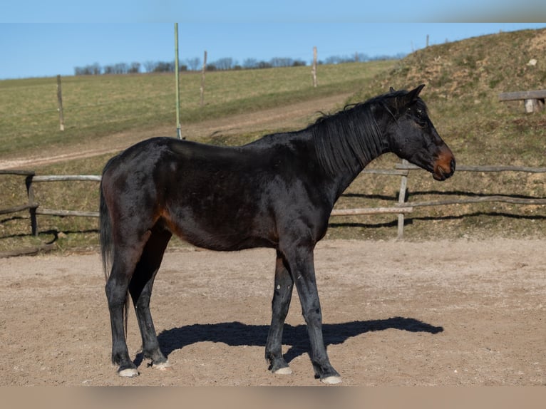 Oldenburger Wallach 4 Jahre 170 cm Brauner in Geisenheim