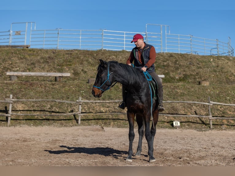 Oldenburger Wallach 4 Jahre 170 cm Brauner in Geisenheim