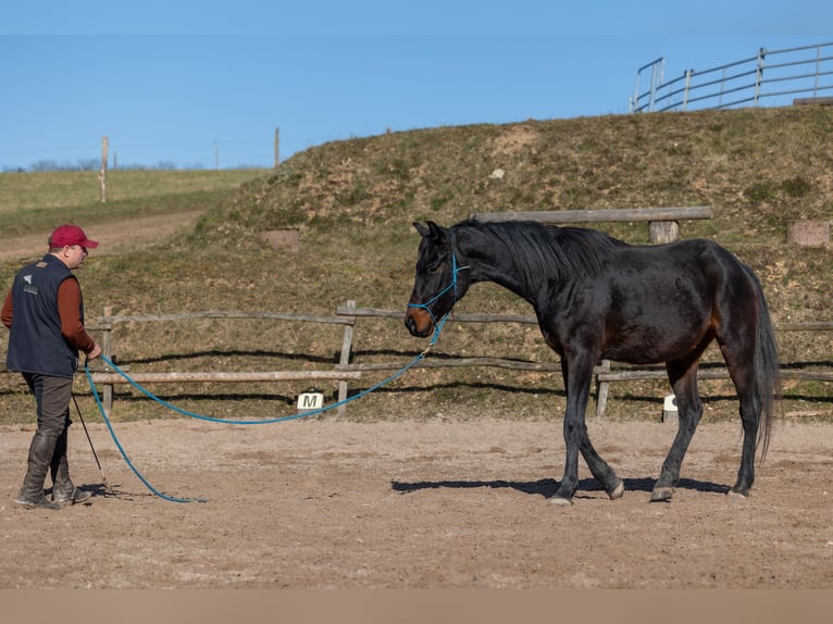 Oldenburger Wallach 4 Jahre 170 cm Brauner in Geisenheim