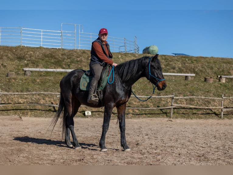 Oldenburger Wallach 4 Jahre 170 cm Brauner in Geisenheim