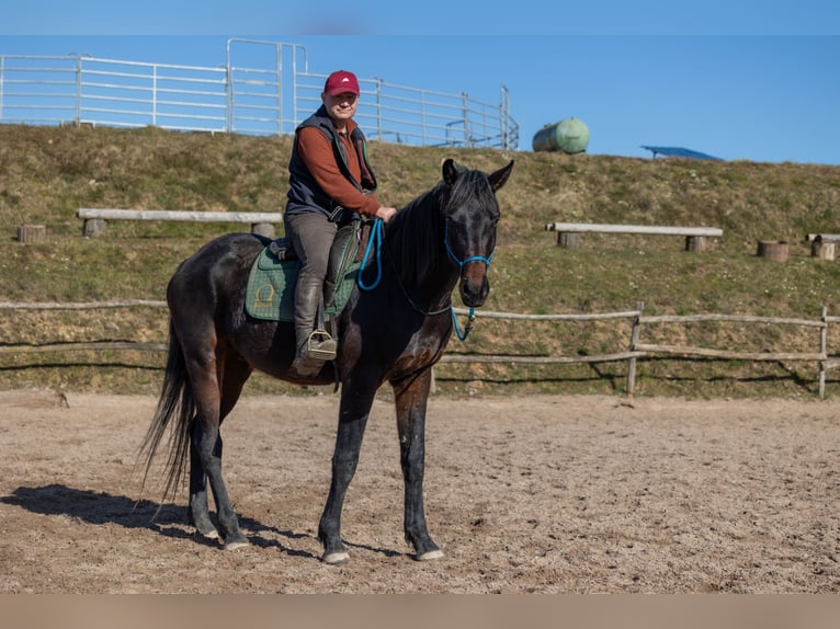 Oldenburger Wallach 4 Jahre 170 cm Brauner in Geisenheim