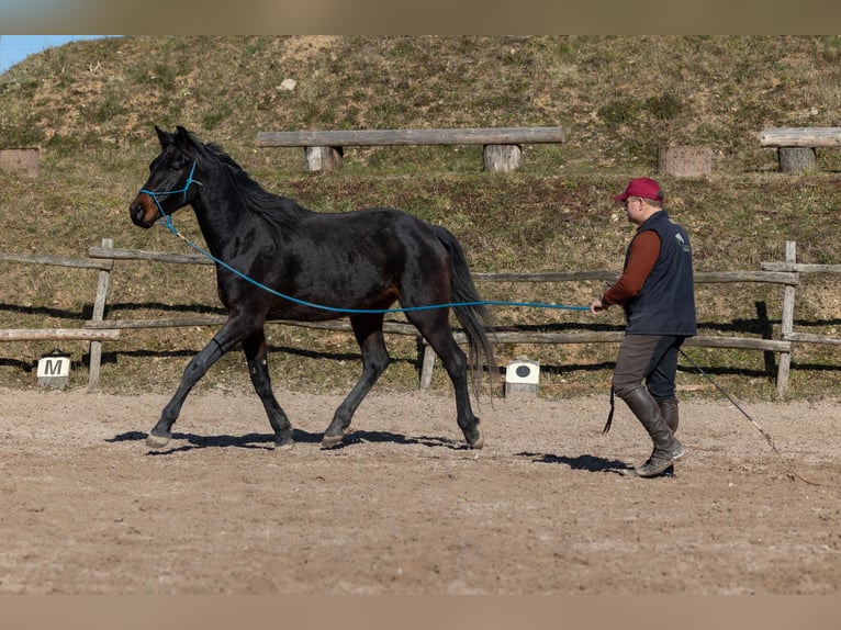 Oldenburger Wallach 4 Jahre 170 cm Brauner in Geisenheim