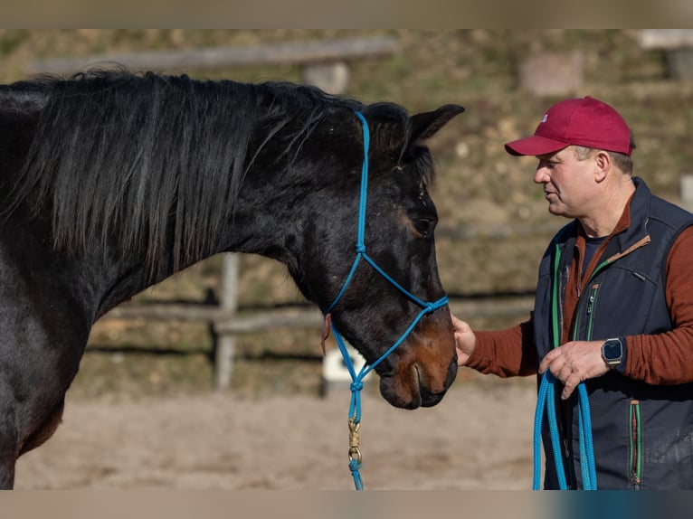 Oldenburger Wallach 4 Jahre 170 cm Brauner in Geisenheim