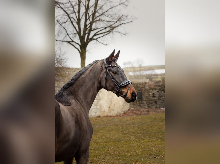Oldenburger Wallach 4 Jahre 170 cm Brauner in Hayingen
