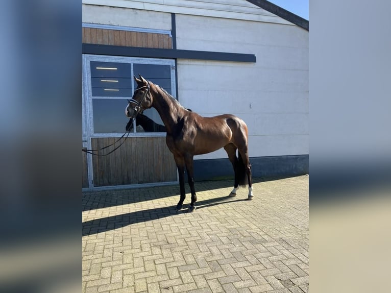 Oldenburger Wallach 4 Jahre 170 cm Brauner in Mönchengladbach
