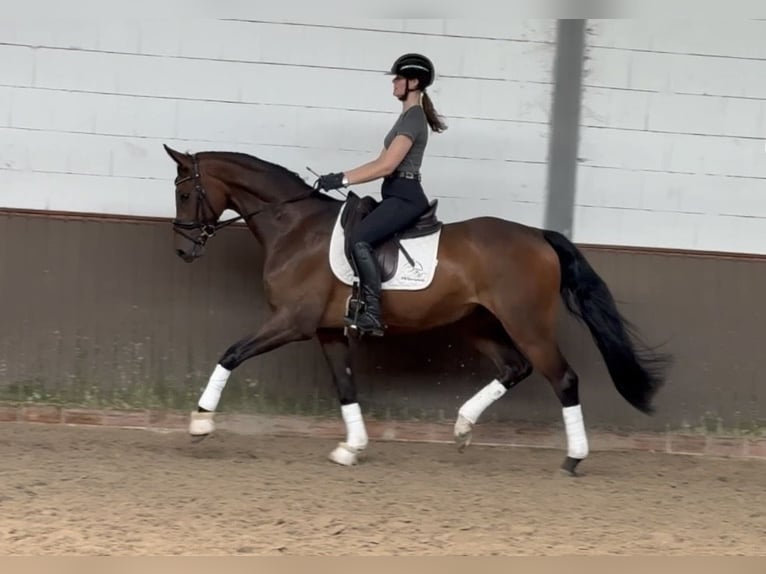 Oldenburger Wallach 4 Jahre 170 cm Brauner in Lohne (Oldenburg)
