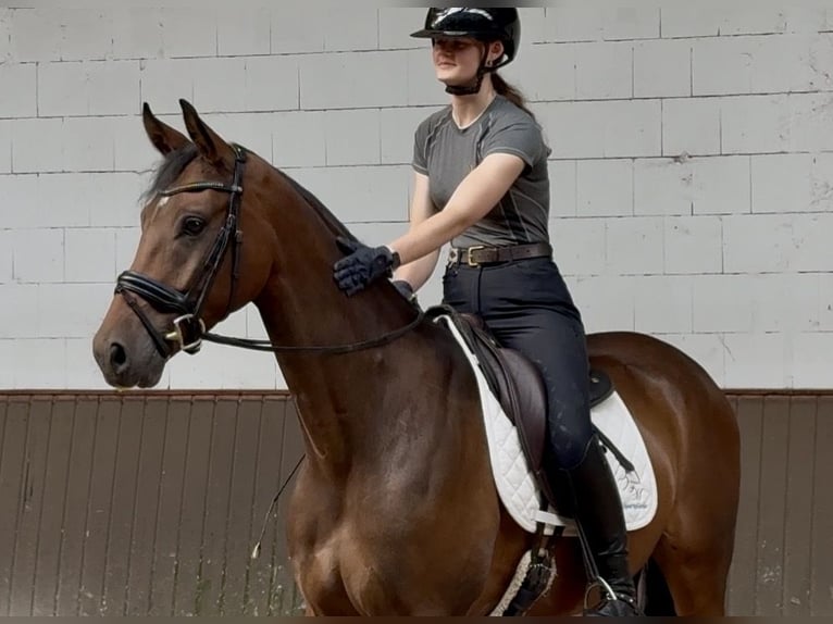 Oldenburger Wallach 4 Jahre 170 cm Brauner in Lohne (Oldenburg)