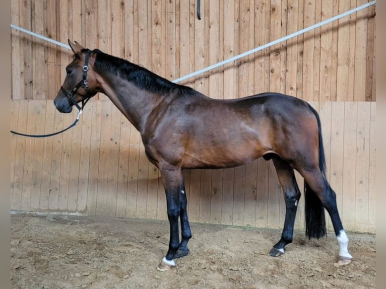 Oldenburger Wallach 4 Jahre 170 cm Brauner in Basdahl