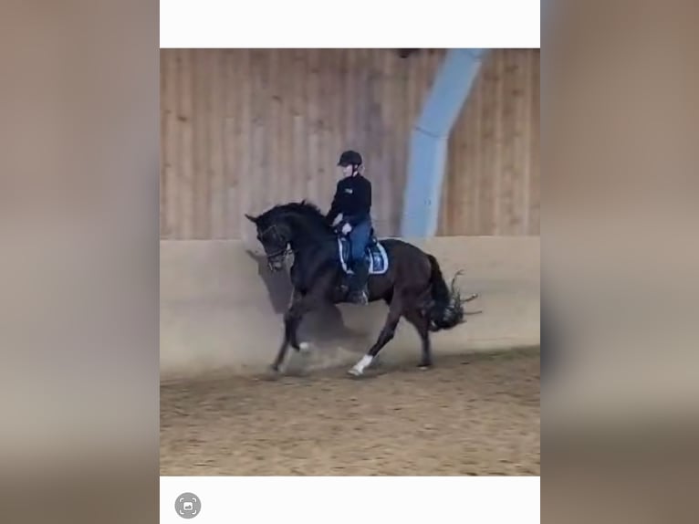 Oldenburger Wallach 4 Jahre 170 cm Brauner in Basdahl