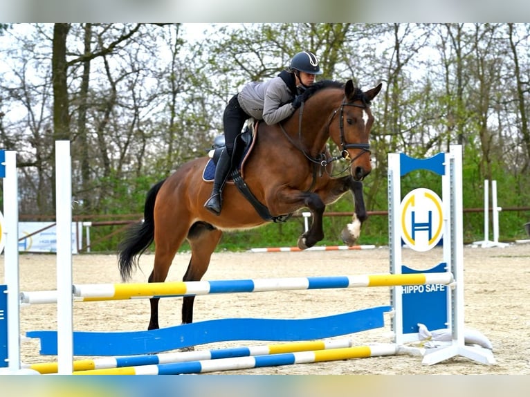 Oldenburger Wallach 4 Jahre 170 cm Brauner in Brno
