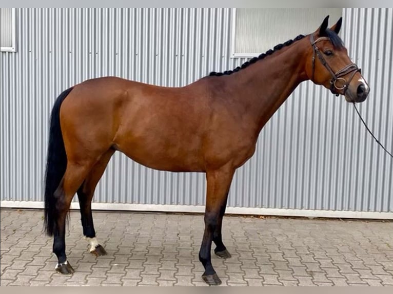 Oldenburger Wallach 4 Jahre 170 cm Brauner in Güglingen