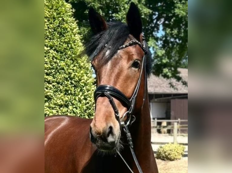 Oldenburger Wallach 4 Jahre 170 cm Dunkelbrauner in Damme