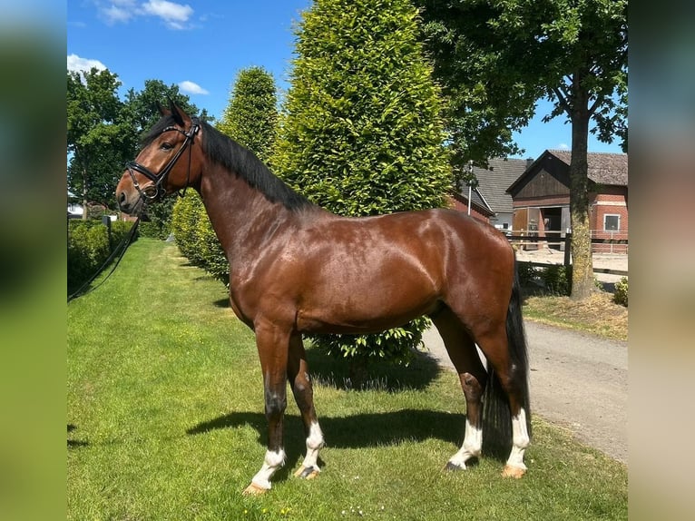 Oldenburger Wallach 4 Jahre 170 cm Dunkelbrauner in Damme