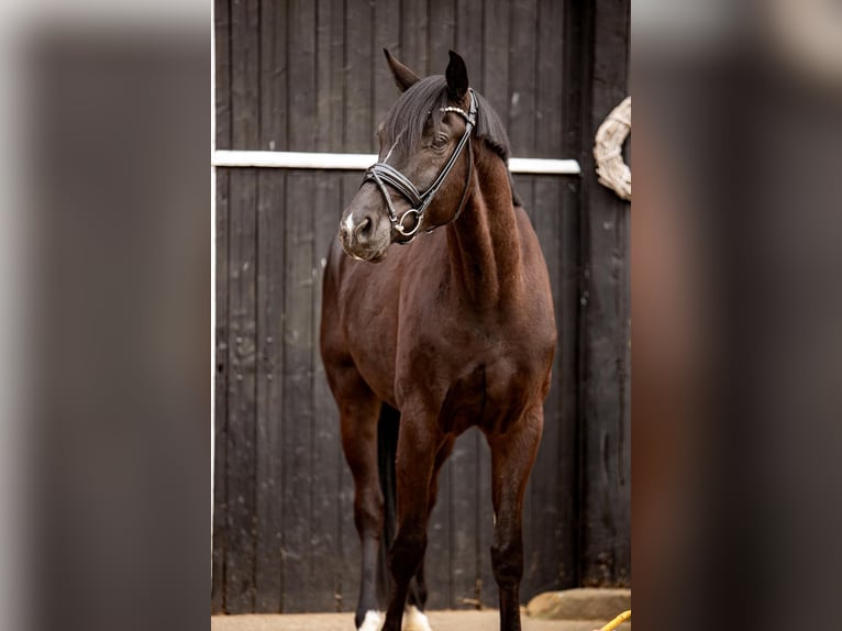 Oldenburger Wallach 4 Jahre 170 cm Dunkelbrauner in Coesfeld