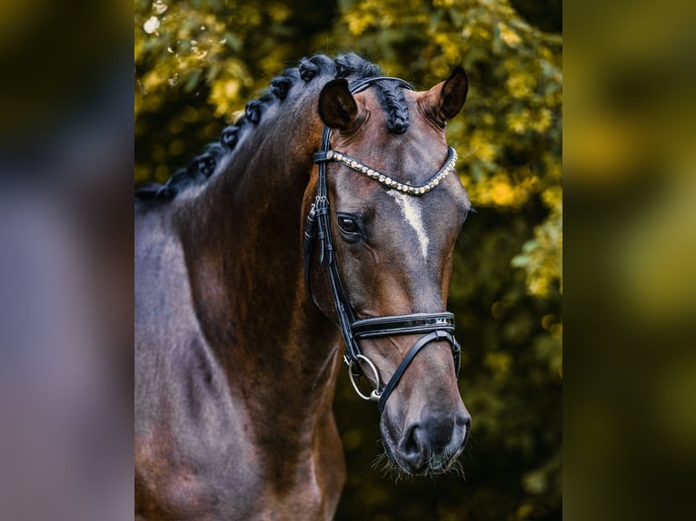 Oldenburger Wallach 4 Jahre 170 cm Dunkelbrauner in Hohenahr