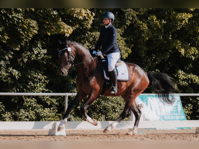 Oldenburger Wallach 4 Jahre 170 cm Dunkelbrauner in Hohenahr