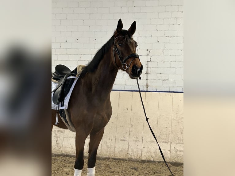 Oldenburger Wallach 4 Jahre 170 cm Dunkelbrauner in GundelfingeN