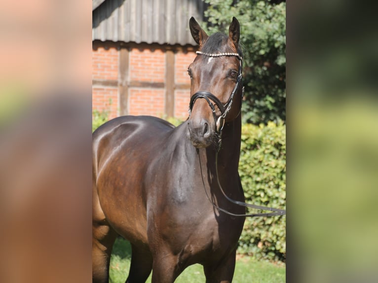 Oldenburger Wallach 4 Jahre 170 cm Dunkelbrauner in Bakum