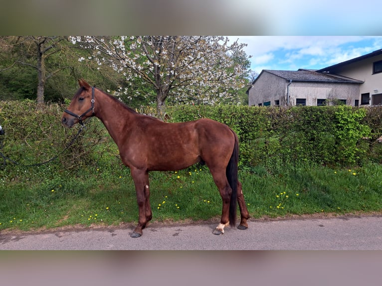Oldenburger Wallach 4 Jahre 170 cm Dunkelfuchs in Seesbach