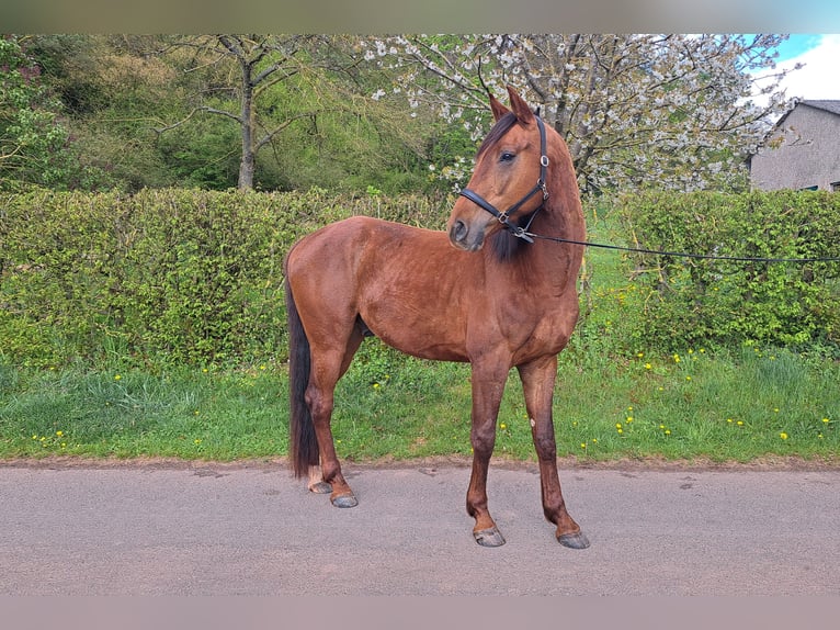 Oldenburger Wallach 4 Jahre 170 cm Dunkelfuchs in Seesbach