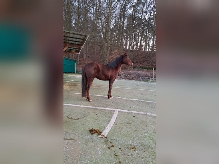 Oldenburger Wallach 4 Jahre 170 cm Dunkelfuchs in Seesbach