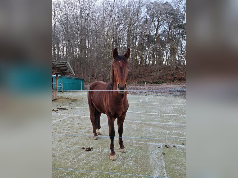 Oldenburger Wallach 4 Jahre 170 cm Dunkelfuchs in Seesbach