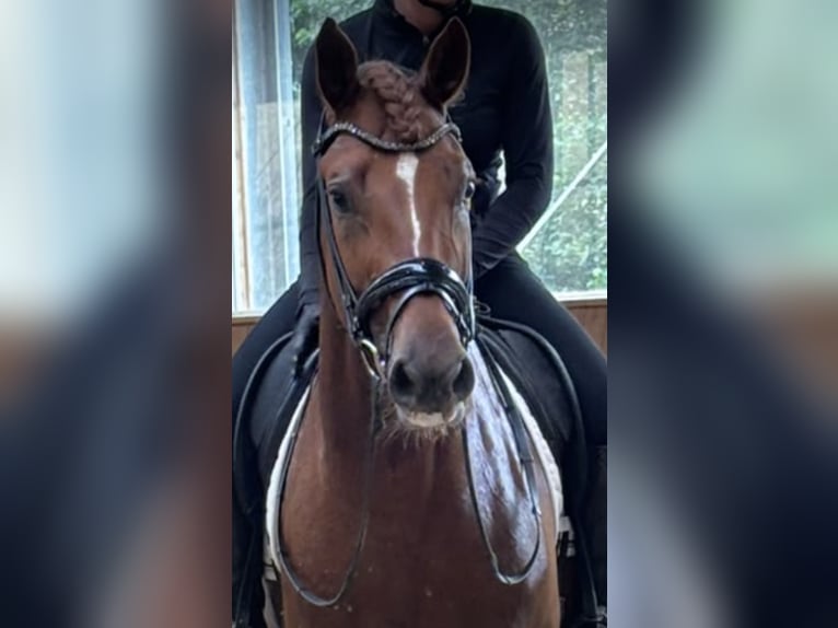 Oldenburger Wallach 4 Jahre 170 cm Fuchs in Lautertal