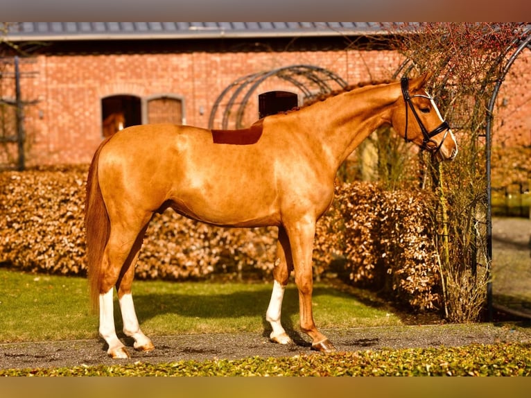 Oldenburger Wallach 4 Jahre 170 cm Fuchs in Westerstede