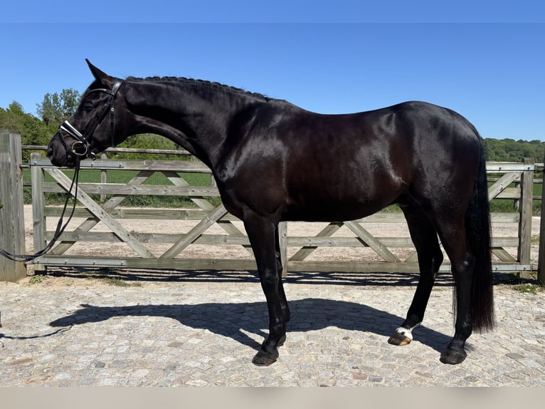 Oldenburger Wallach 4 Jahre 170 cm Rappe in Crespiere