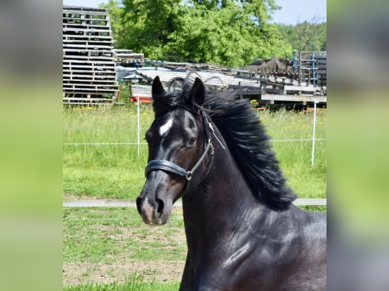 Oldenburger Wallach 4 Jahre 170 cm Rappe in Laubach