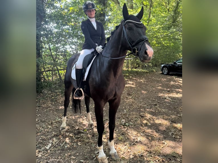 Oldenburger Wallach 4 Jahre 170 cm Rappe in Goch