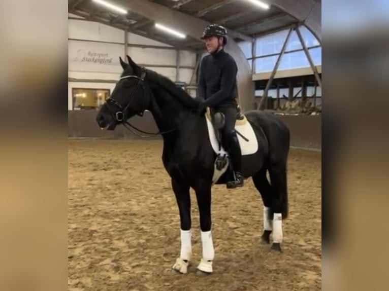 Oldenburger Wallach 4 Jahre 170 cm Rappe in Schierensee