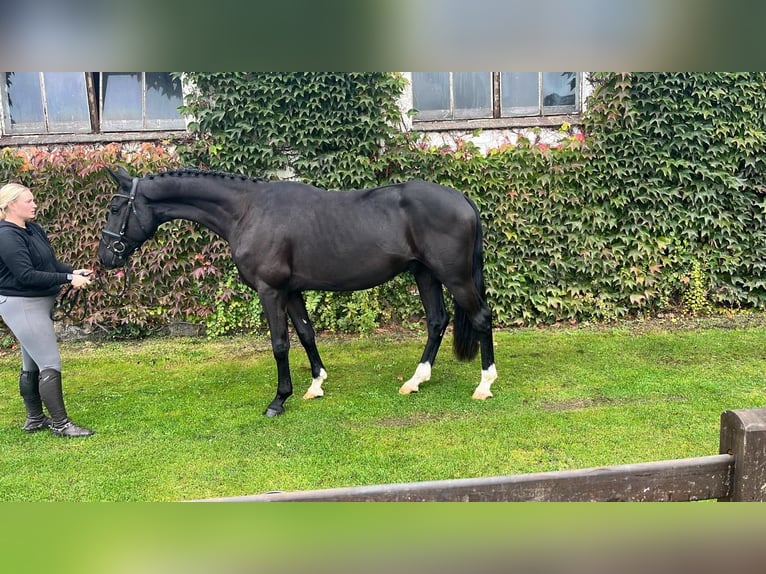 Oldenburger Wallach 4 Jahre 170 cm Rappe in Sassen-Trantow