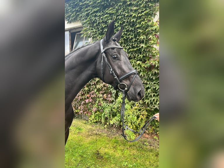 Oldenburger Wallach 4 Jahre 170 cm Rappe in Sassen-Trantow