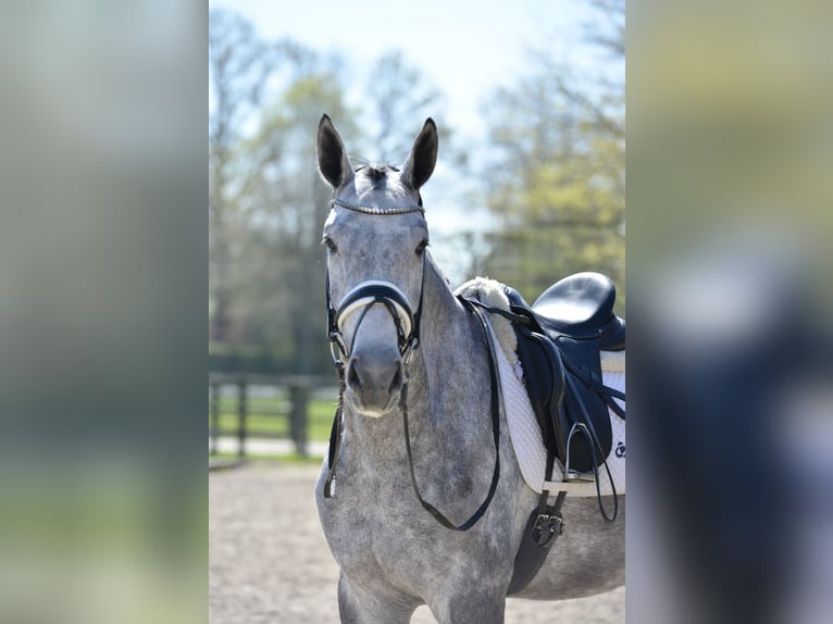 Oldenburger Wallach 4 Jahre 170 cm Schimmel in Vechta