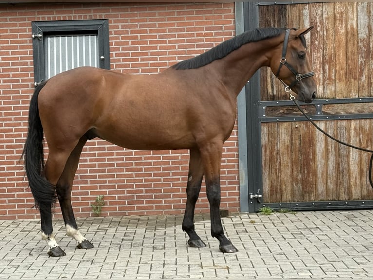 Oldenburger Wallach 4 Jahre 171 cm Brauner in Zieuwent