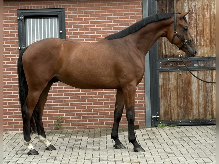 Oldenburger Wallach 4 Jahre 171 cm Brauner in Zieuwent