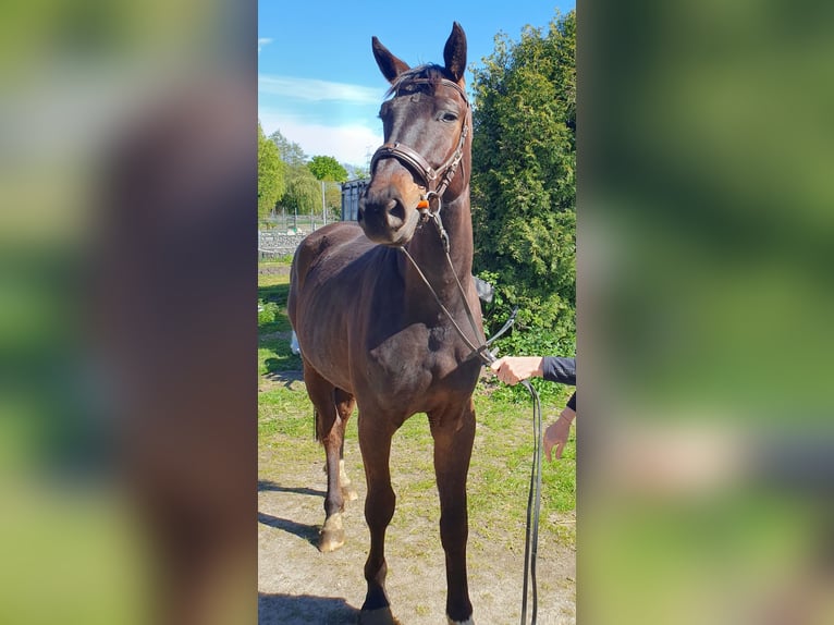 Oldenburger Wallach 4 Jahre 171 cm Dunkelbrauner in Hagen