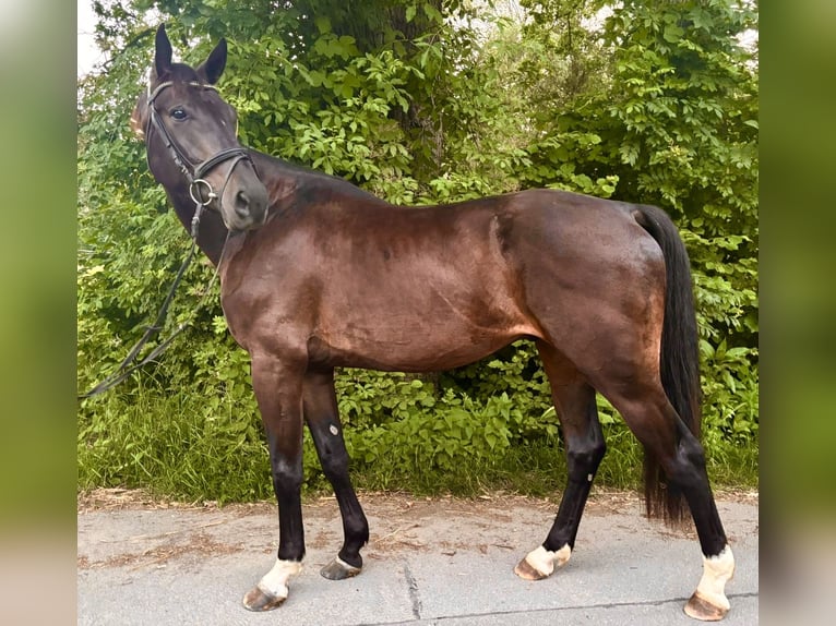 Oldenburger Wallach 4 Jahre 171 cm Dunkelbrauner in Iserlohn